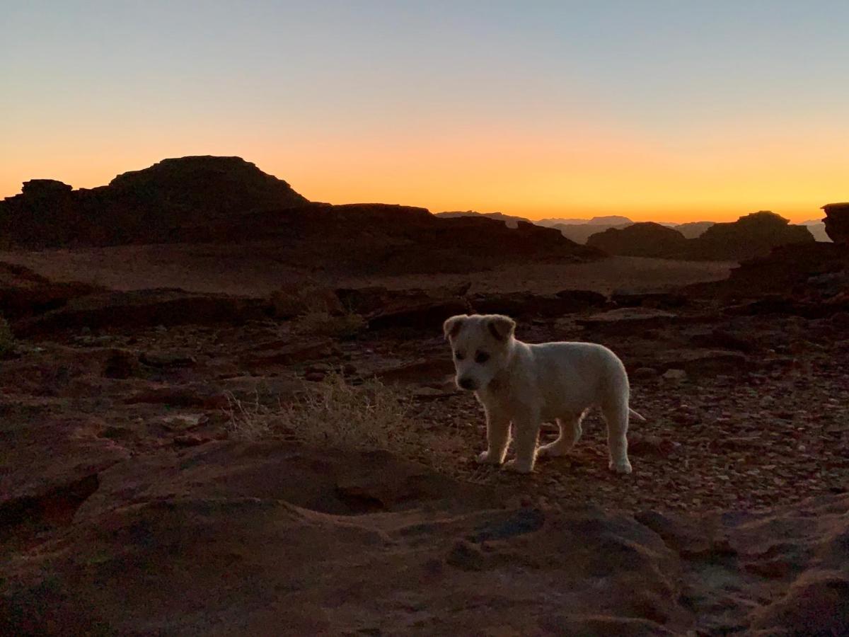 Wadi Rum Bedouin Tour With A Camp Extérieur photo