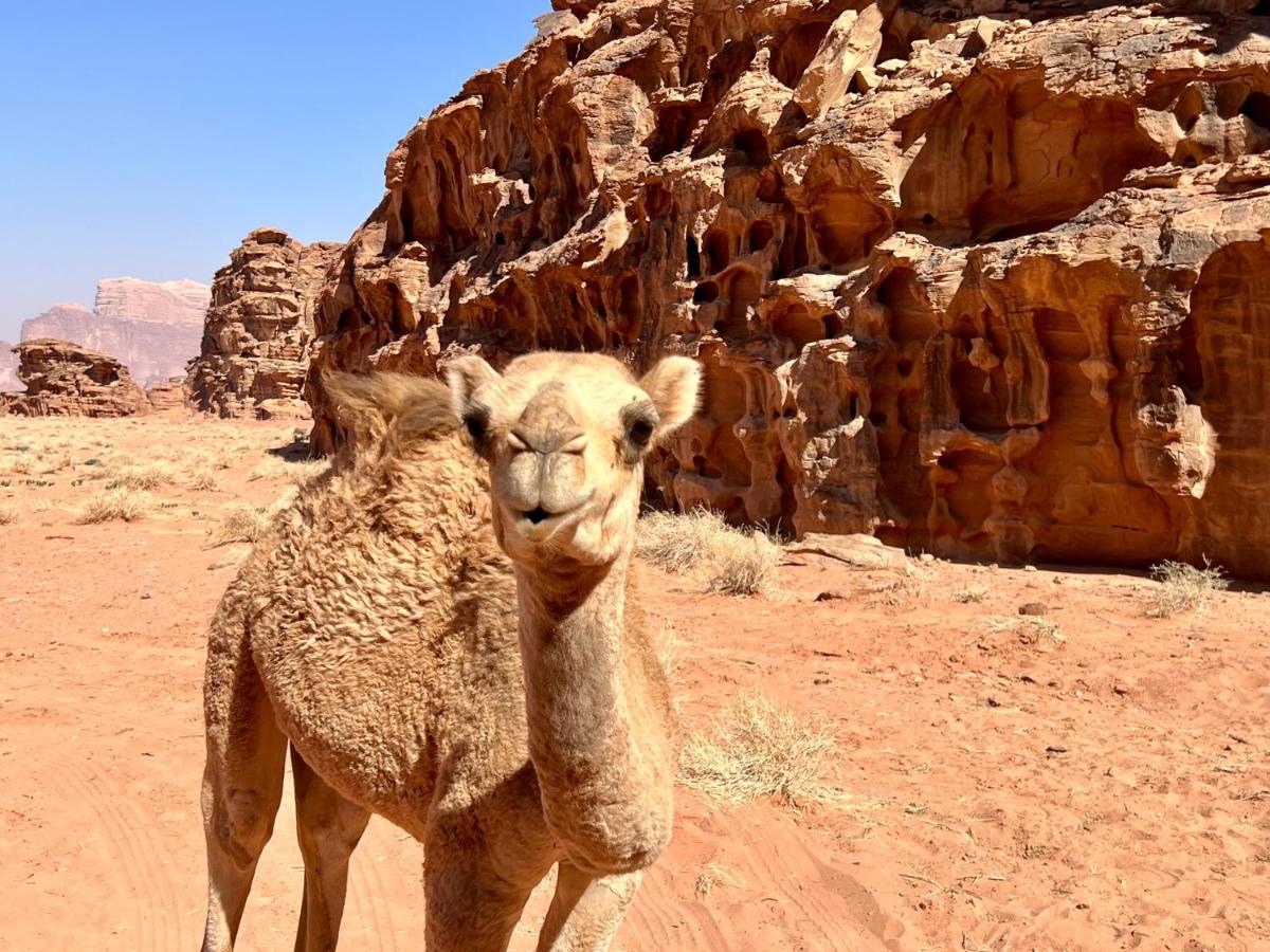 Wadi Rum Bedouin Tour With A Camp Extérieur photo