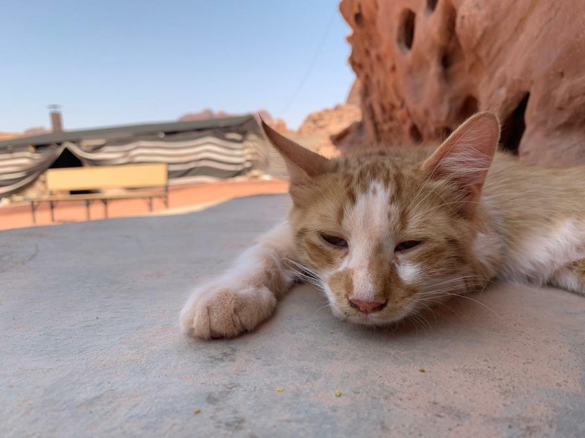 Wadi Rum Bedouin Tour With A Camp Extérieur photo